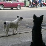 Dogs in Cuba