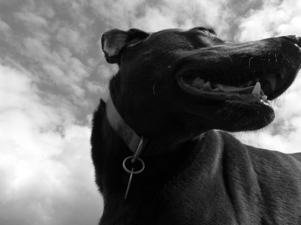 Smiling Dog--April clouds.
