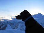 Dogs in the North Cascades